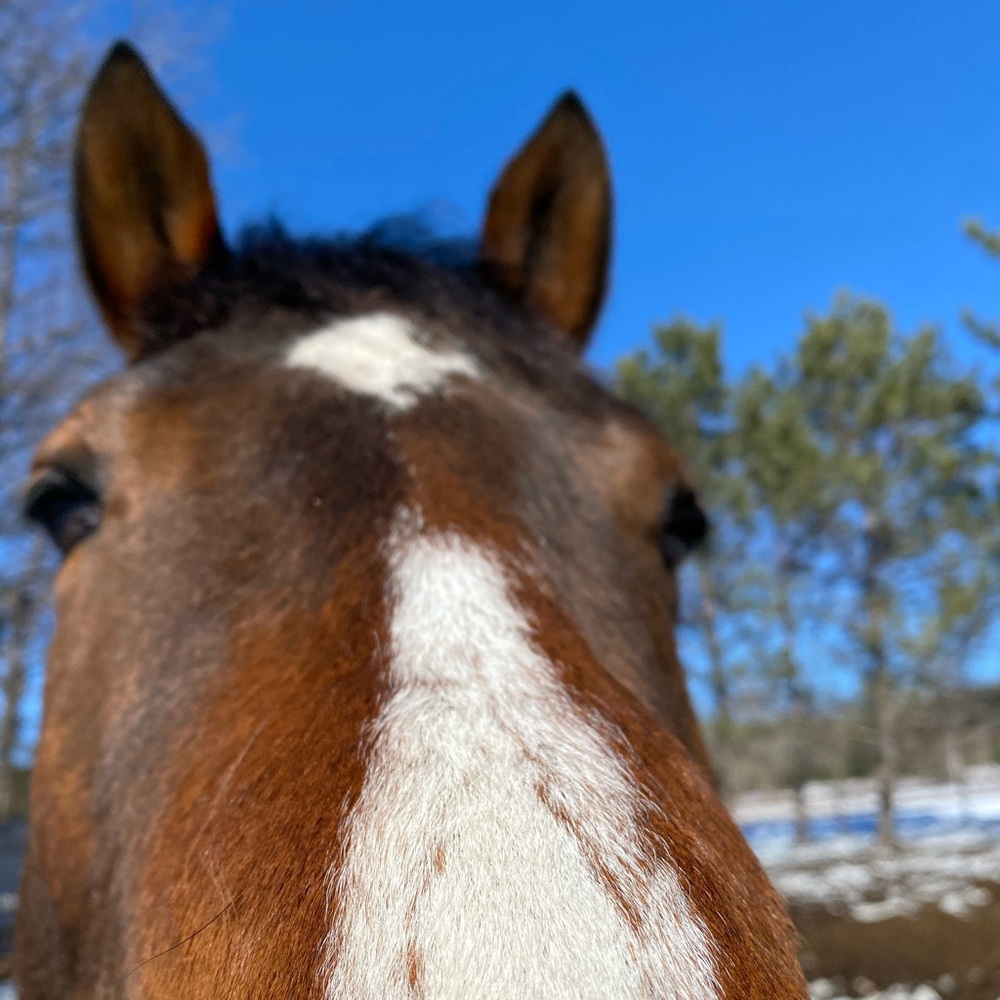 Meet your Posher, Adrienne